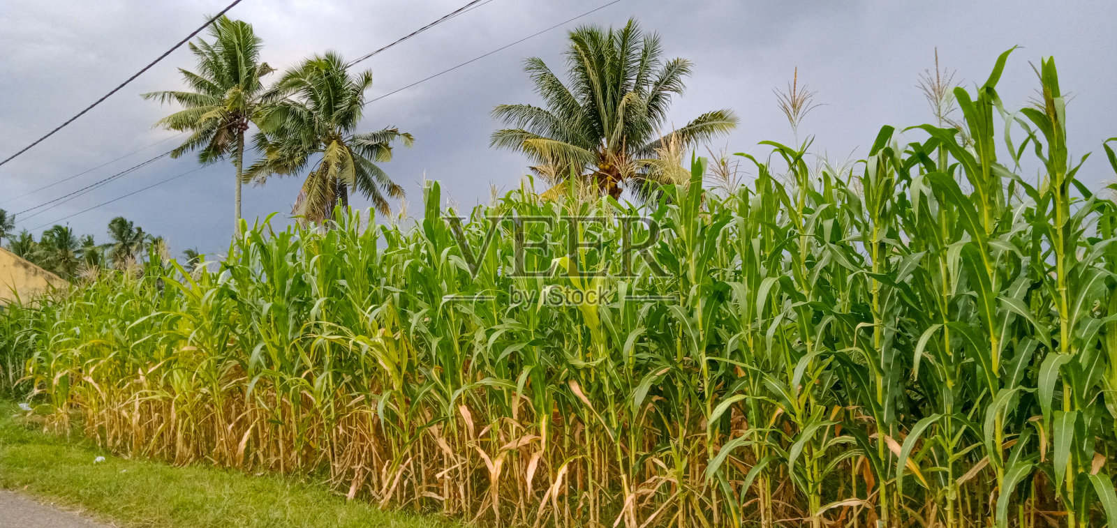 玉米田照片摄影图片