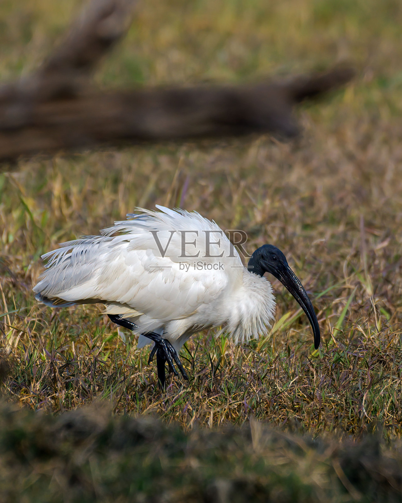 在模糊的背景下，一只黑头朱鹭在地上吃草照片摄影图片
