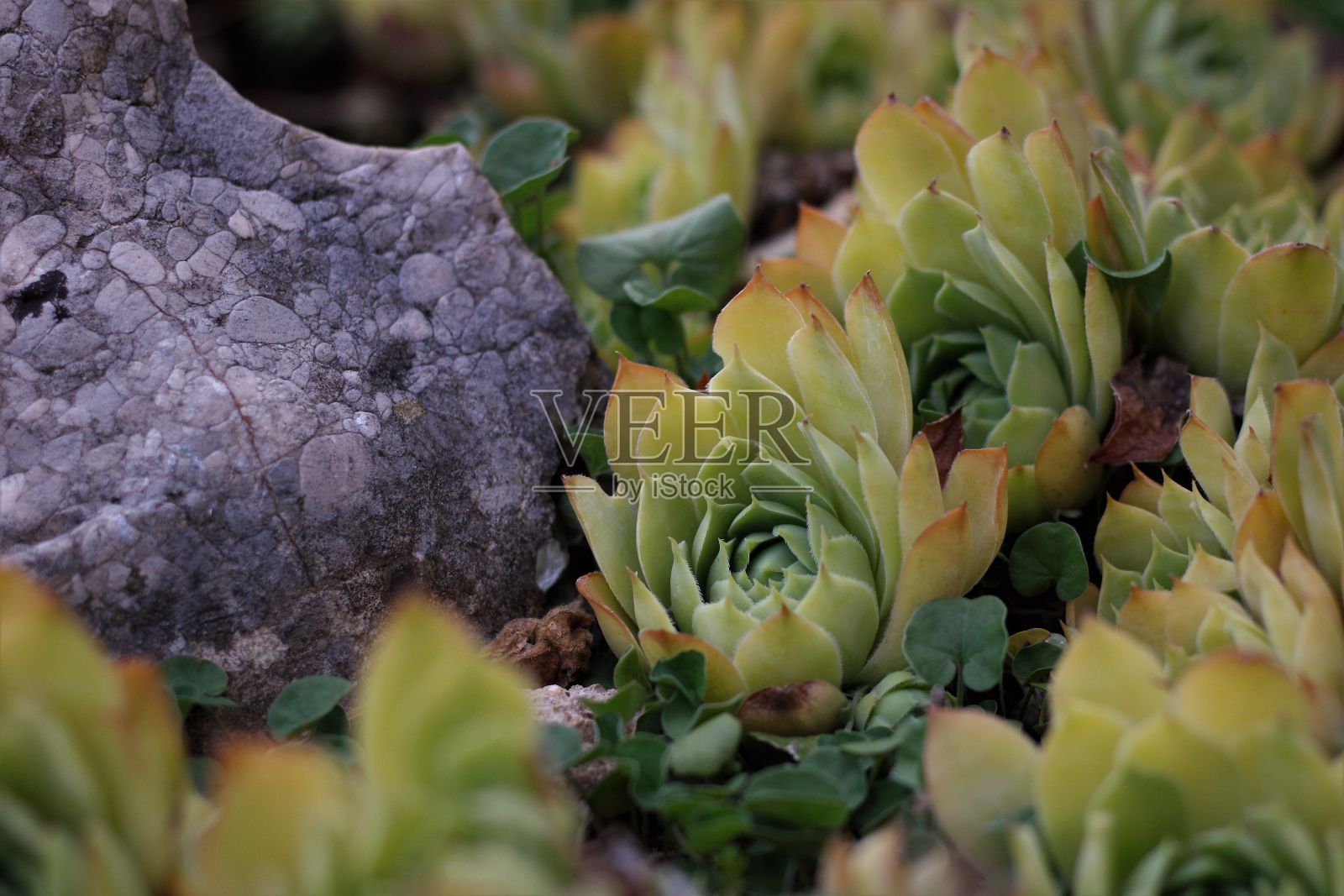 花园里多肉的小石玫瑰的特写镜头照片摄影图片