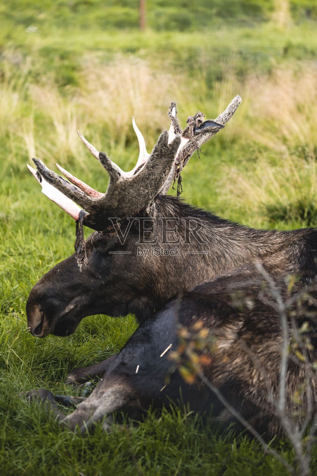 一头驼鹿在绿色草地上休息的垂直特写照片摄影图片