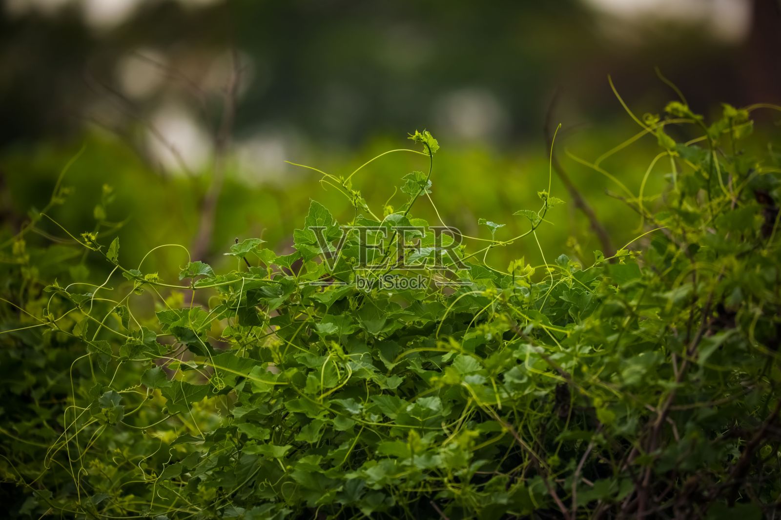 花园中美丽的绿色新鲜攀缘植物的特写镜头照片摄影图片