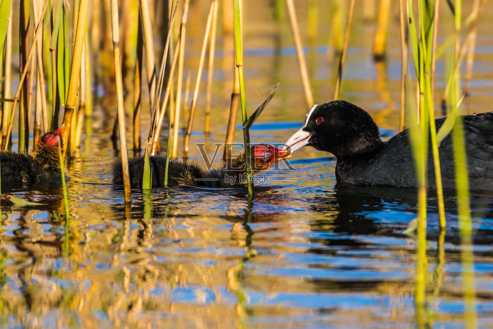美丽的欧亚白骨顶与幼崽在反光的湖水中照片摄影图片