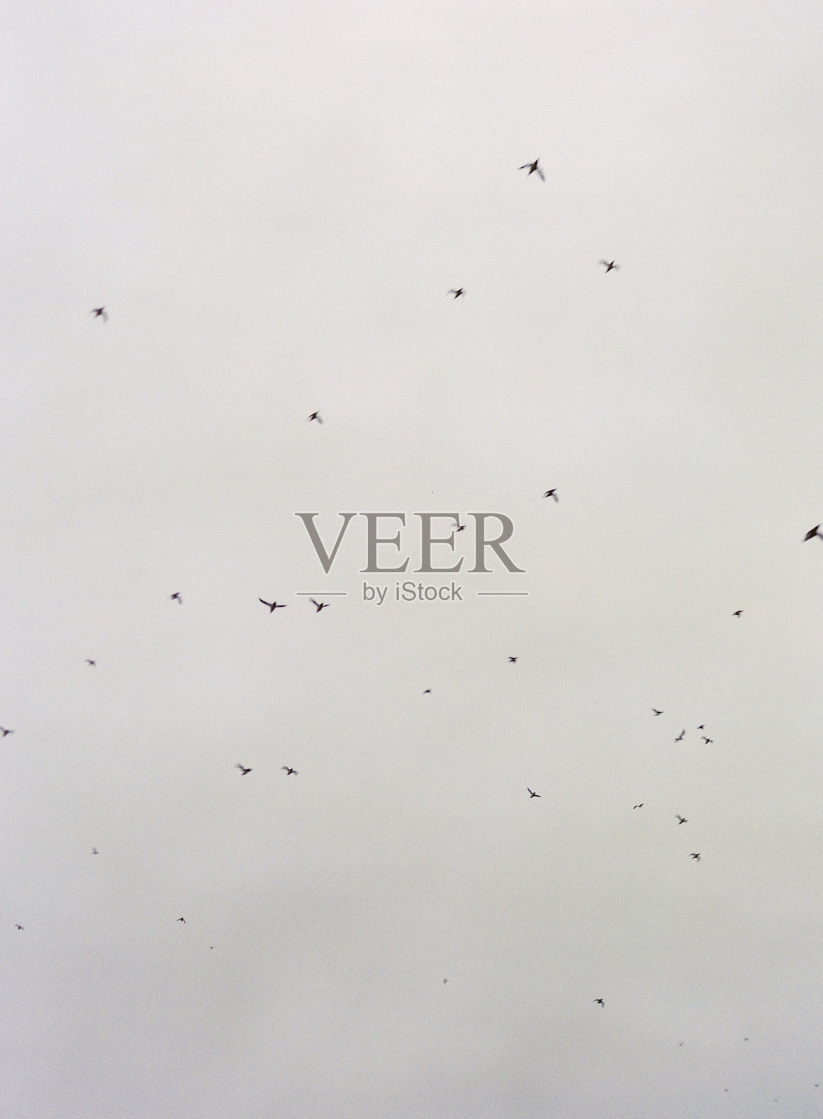 垂直极简的鸟在天空中飞翔的镜头照片摄影图片