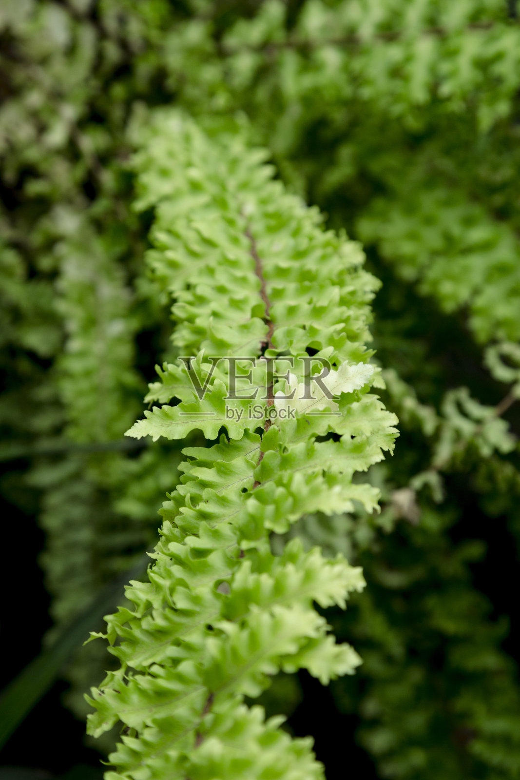 蕨类植物叶子的特写。自然概念照片摄影图片