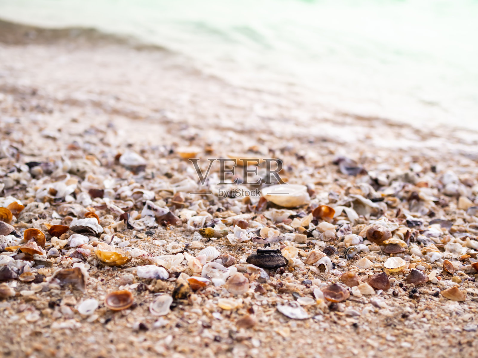 沙滩上的贝壳，蓝色的大海背景照片摄影图片