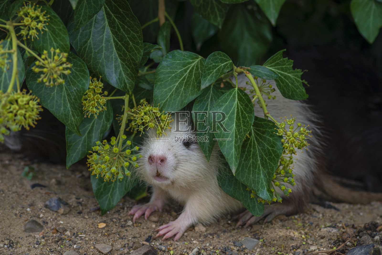 二幼营养狸鼠白灰鼠麝鼠干绿草秋摩尔多瓦野常春藤。照片摄影图片