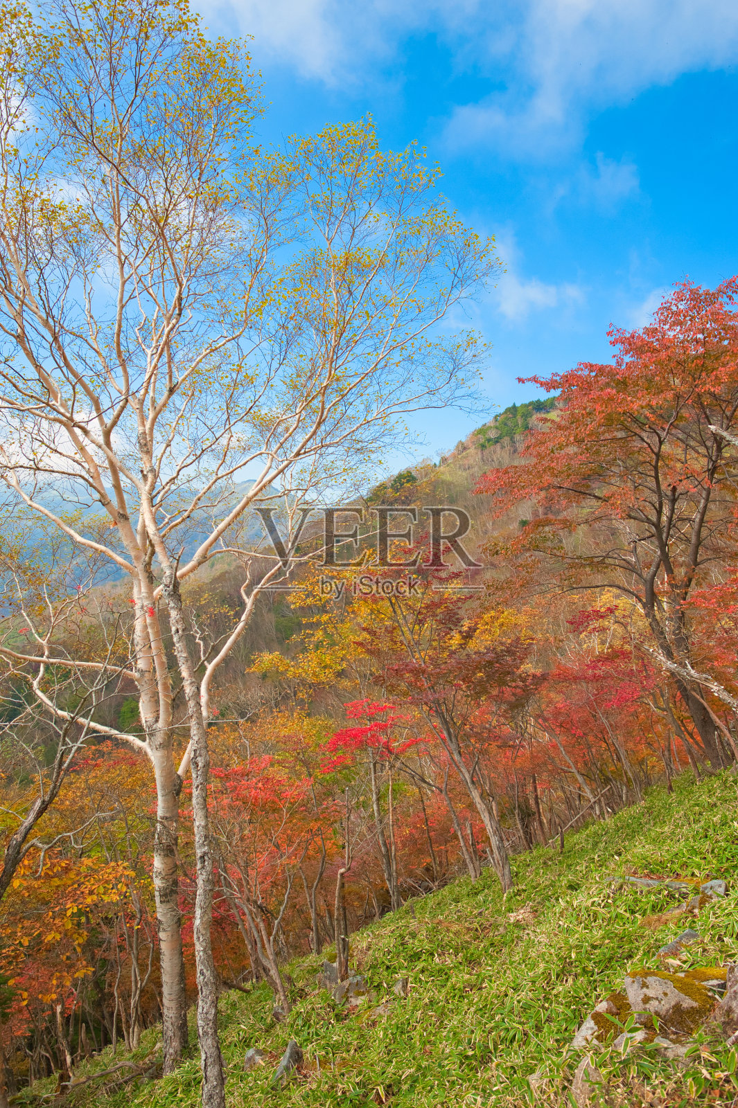 白桦树和秋天的天空照片摄影图片