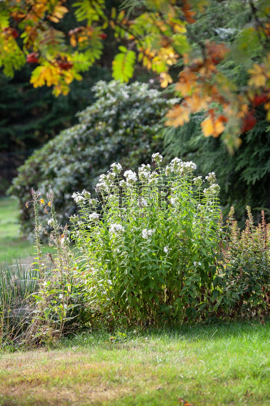 花园里的白花植物照片摄影图片