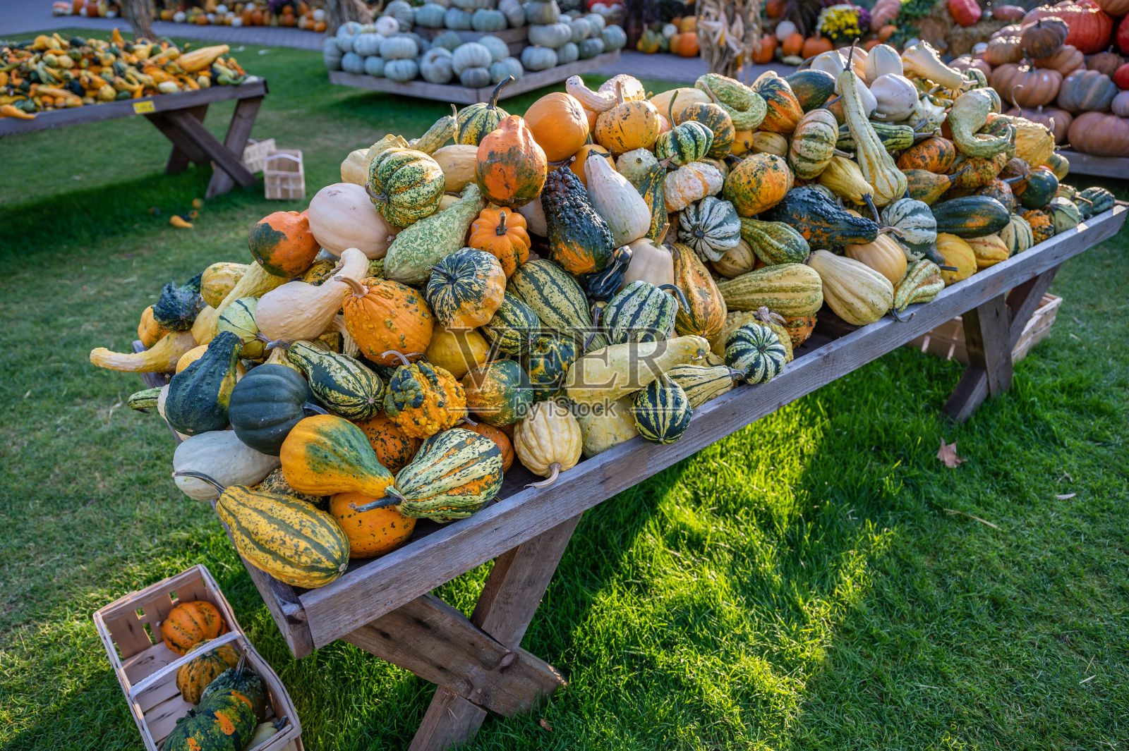 大量的南瓜被批量出售，散发着秋天的气息照片摄影图片