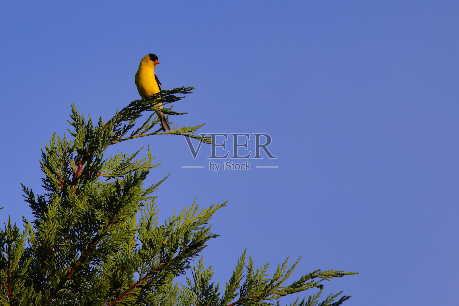 美丽的欧洲金翅雀栖息在树枝上，衬着蓝天照片摄影图片