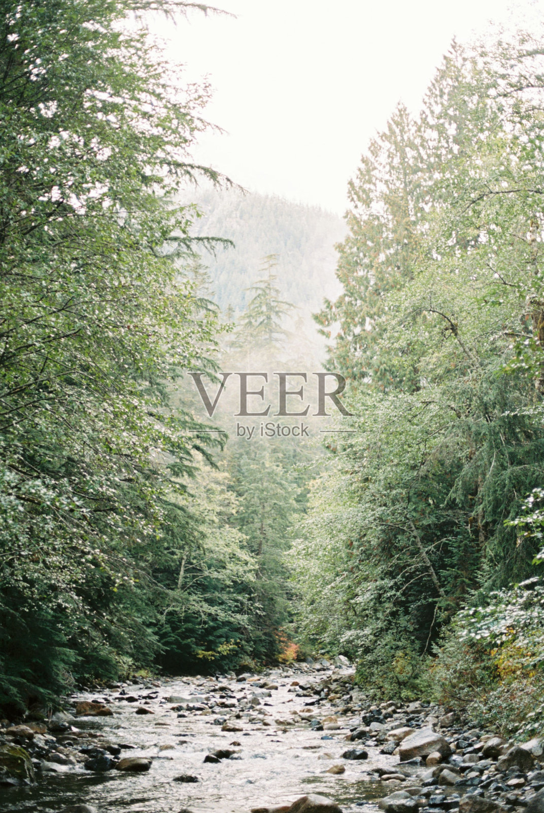 河流在森林中流动的美丽照片照片摄影图片