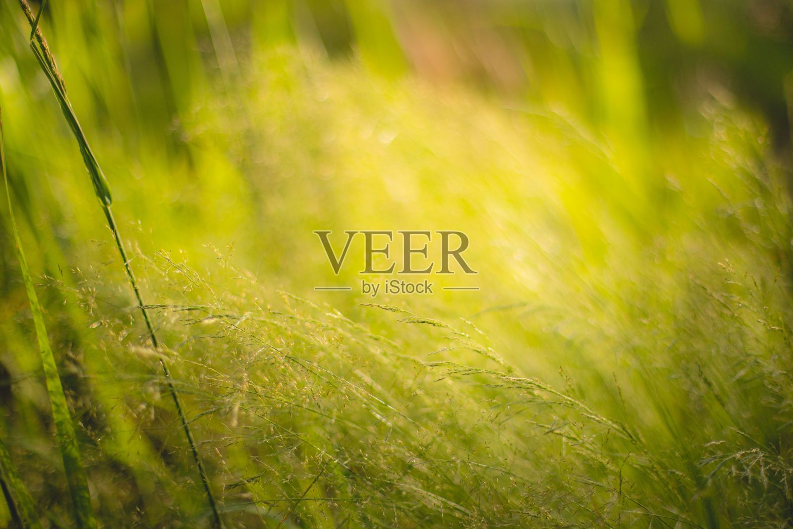 田野里绿草的特写镜头照片摄影图片