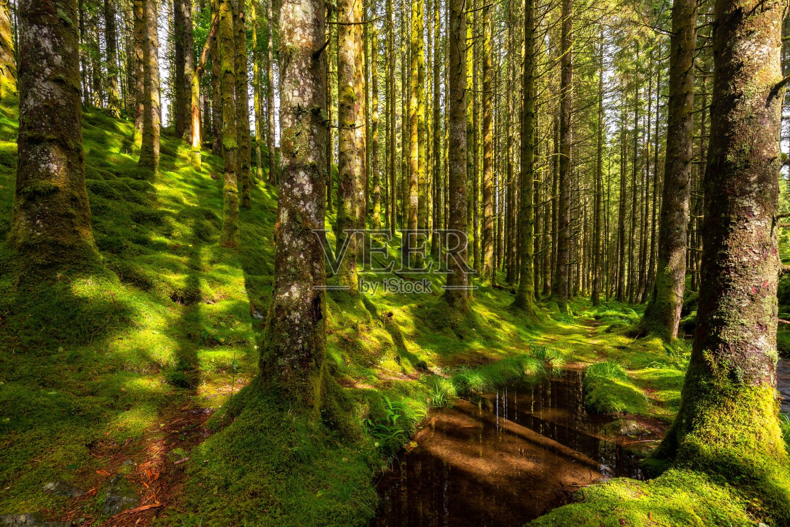 美丽明亮的绿色长满青苔的森林照片摄影图片