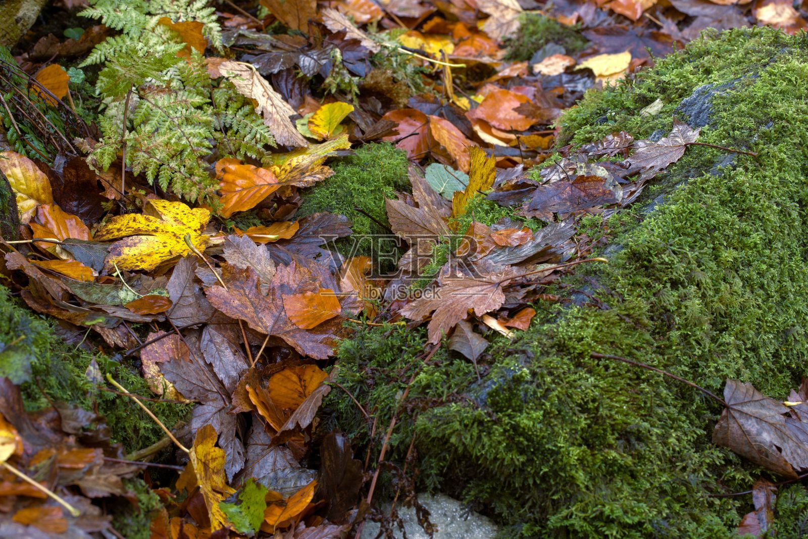 潮湿落叶的特写镜头照片摄影图片