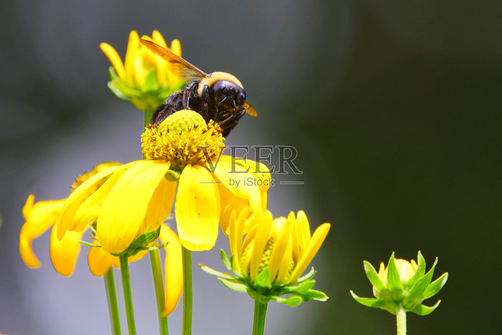 一只蜜蜂在黄花上的特写镜头照片摄影图片