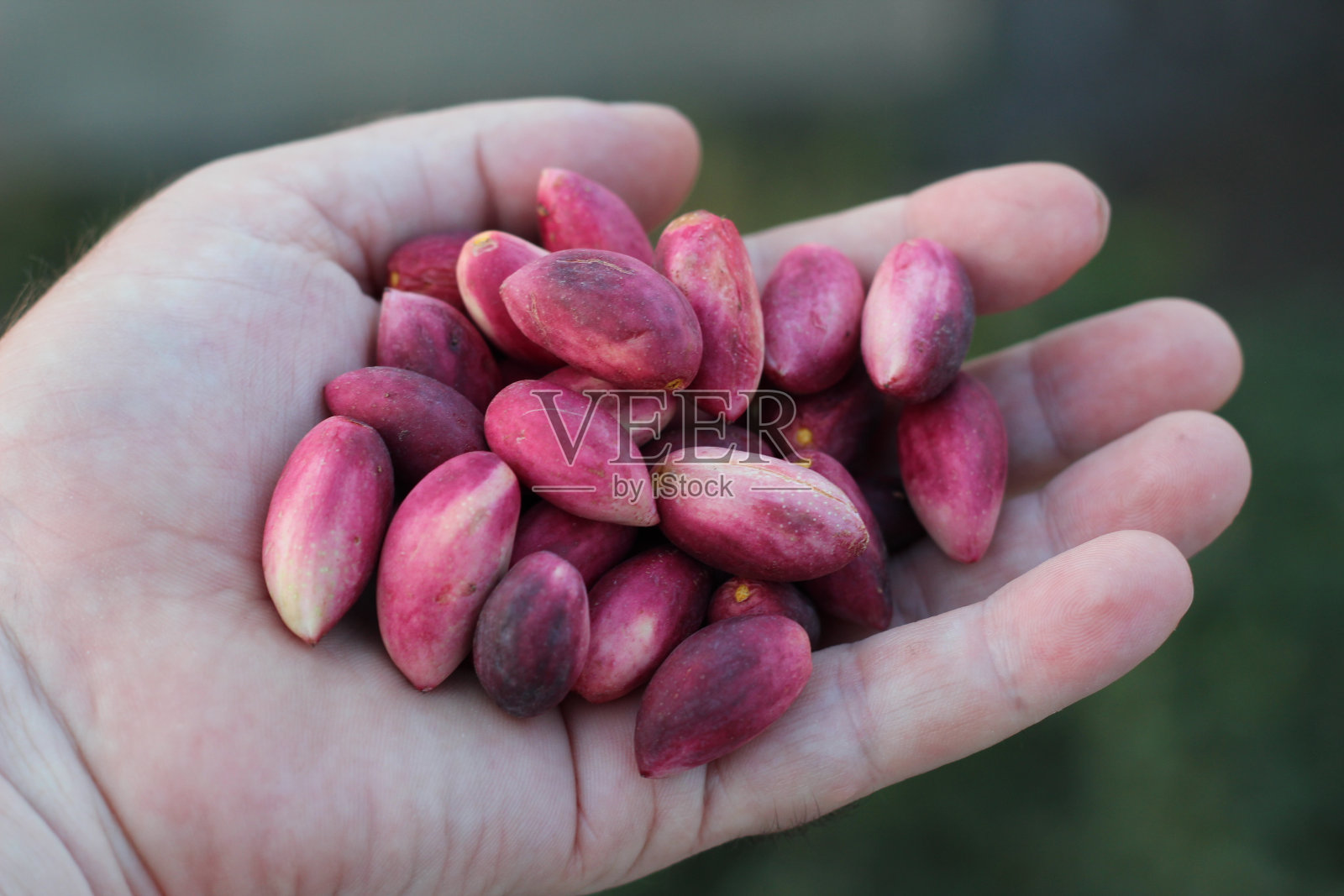 手边有新鲜的开心果照片摄影图片