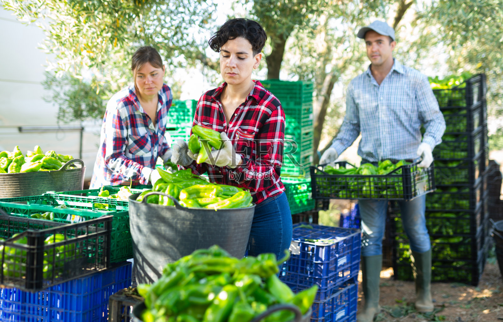 农民们在分类和堆放青椒照片摄影图片