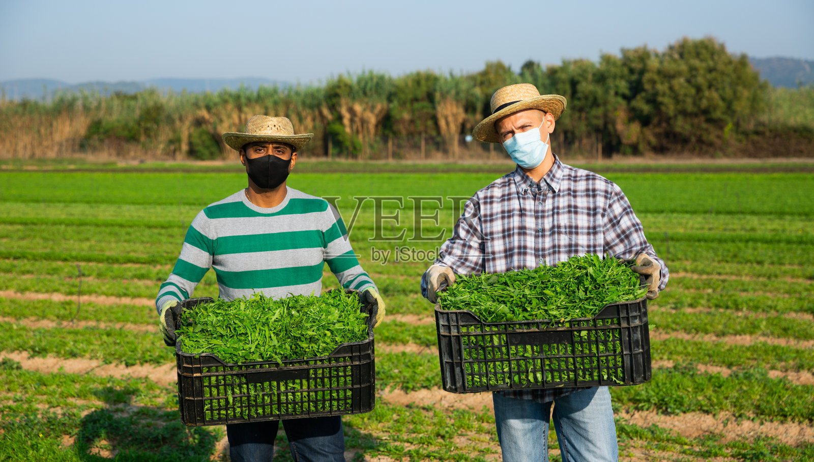 两个戴着防护口罩的农民在展示田间收获的绿色芝麻菜照片摄影图片