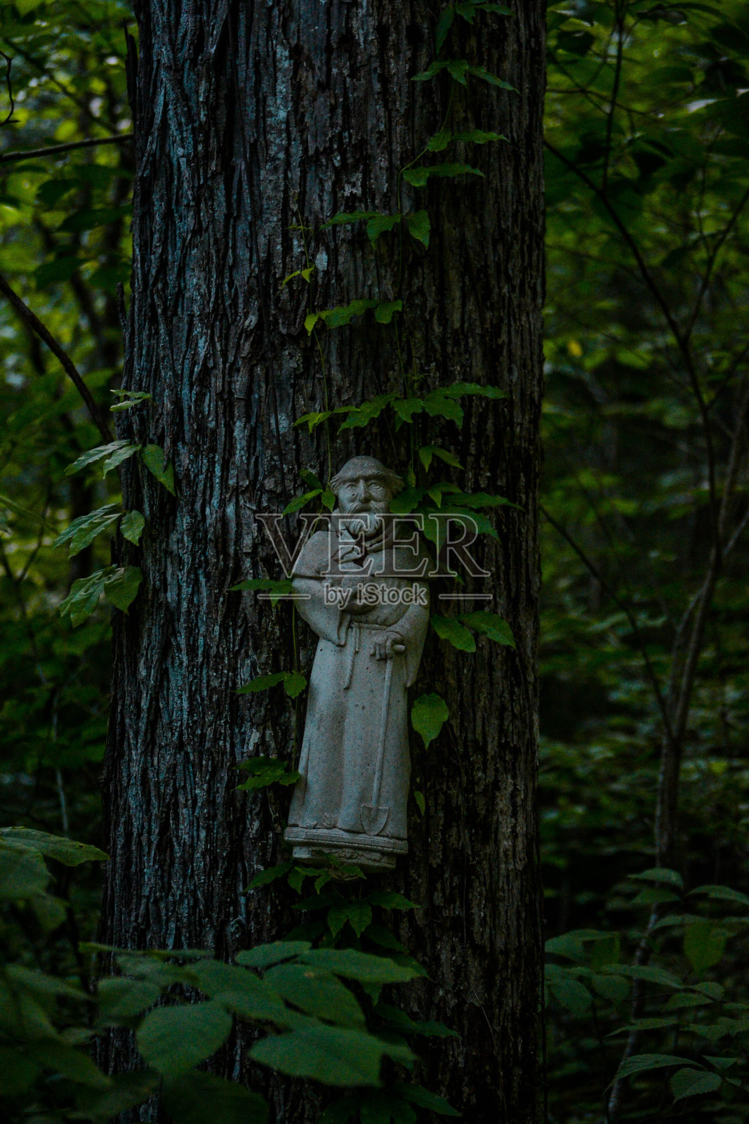 挂在树皮上的老人雕像。照片摄影图片