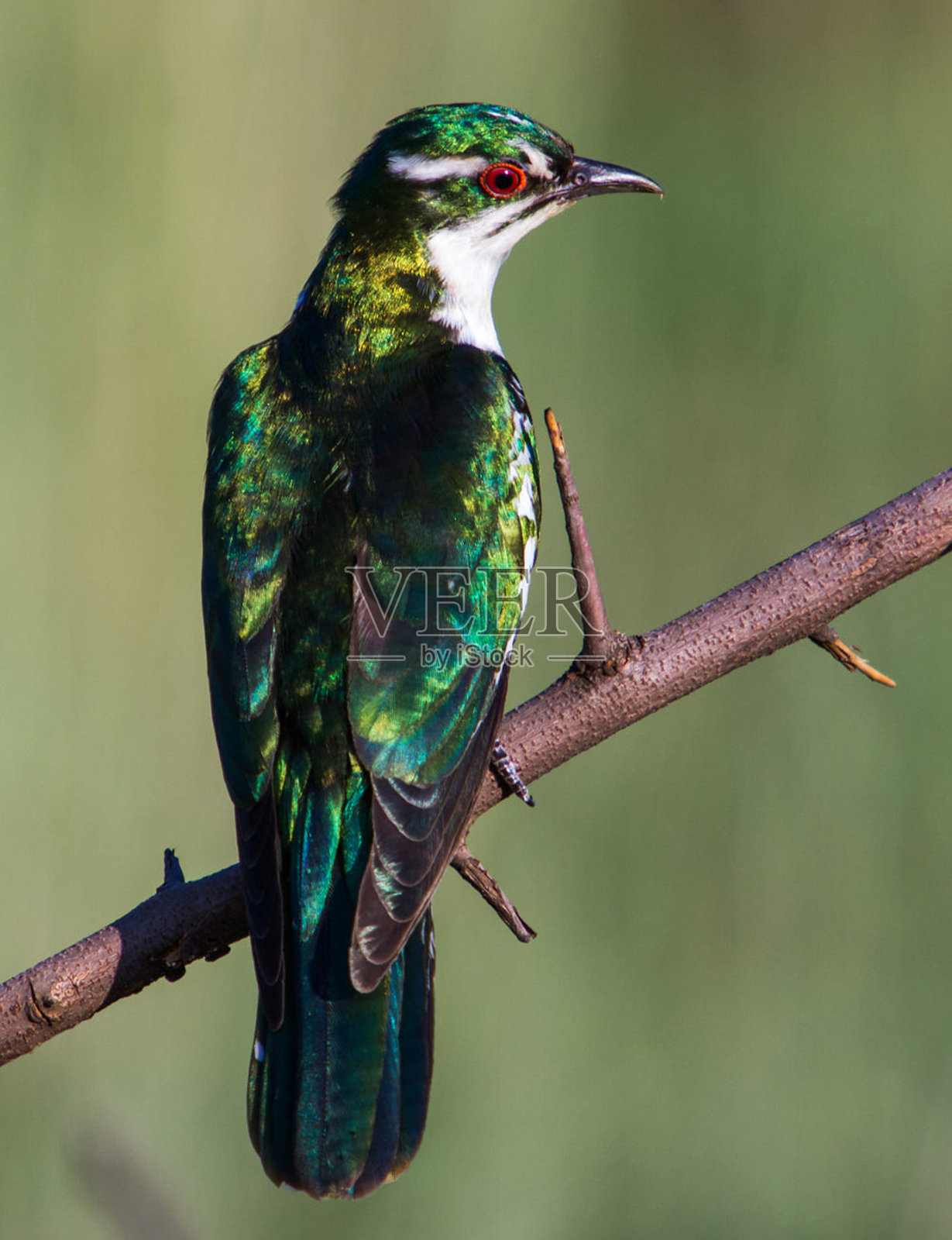 创意南非野生动物图片照片摄影图片