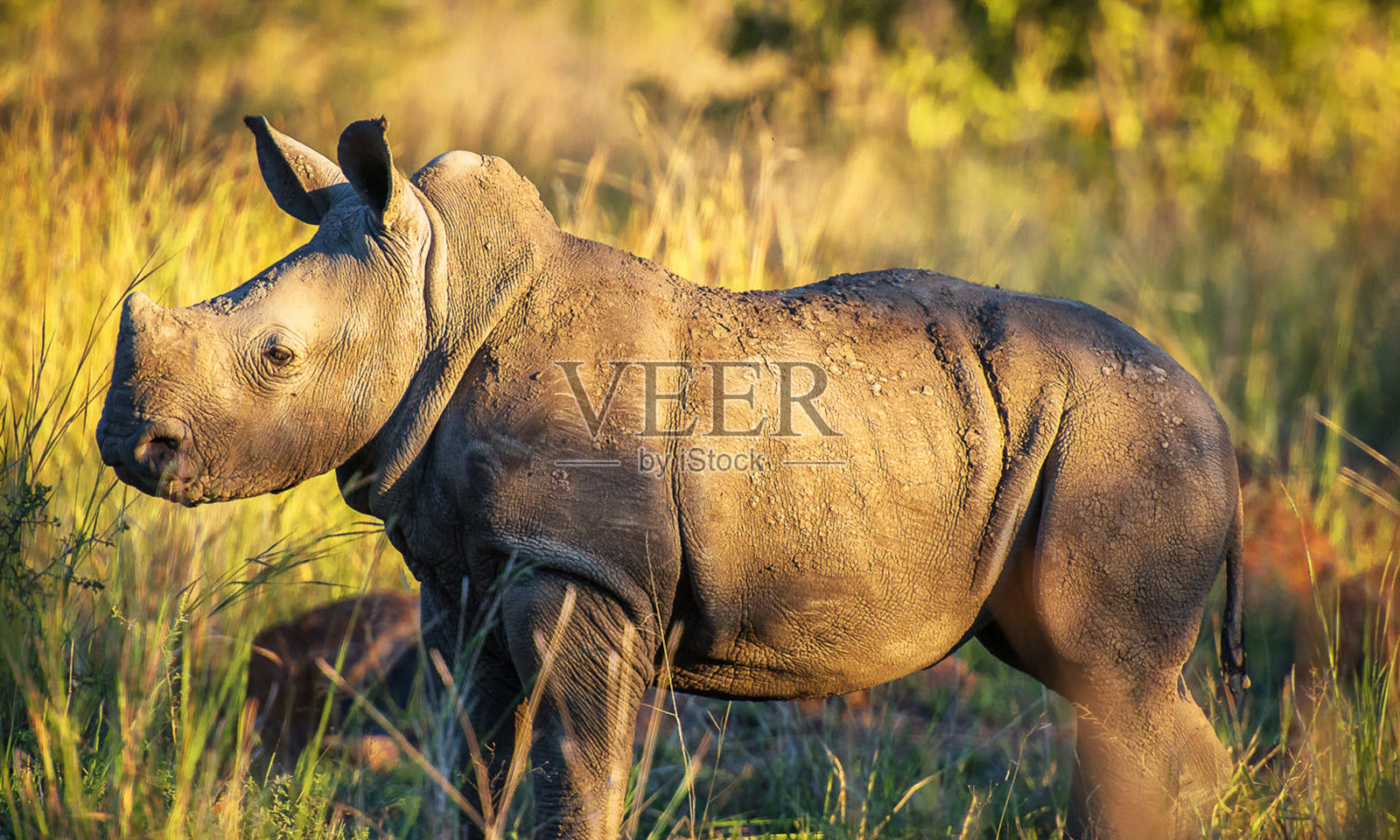 创意南非野生动物图片照片摄影图片