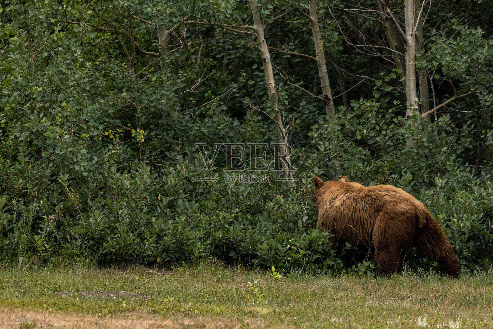 肉桂黑熊回到了茂密的树林照片摄影图片