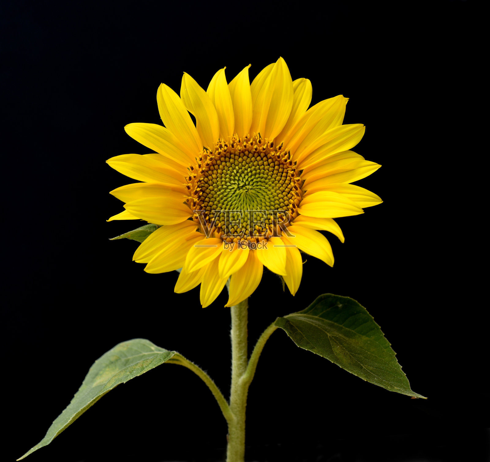 向日葵，向日葵，黄花菊，大黄蜂照片摄影图片