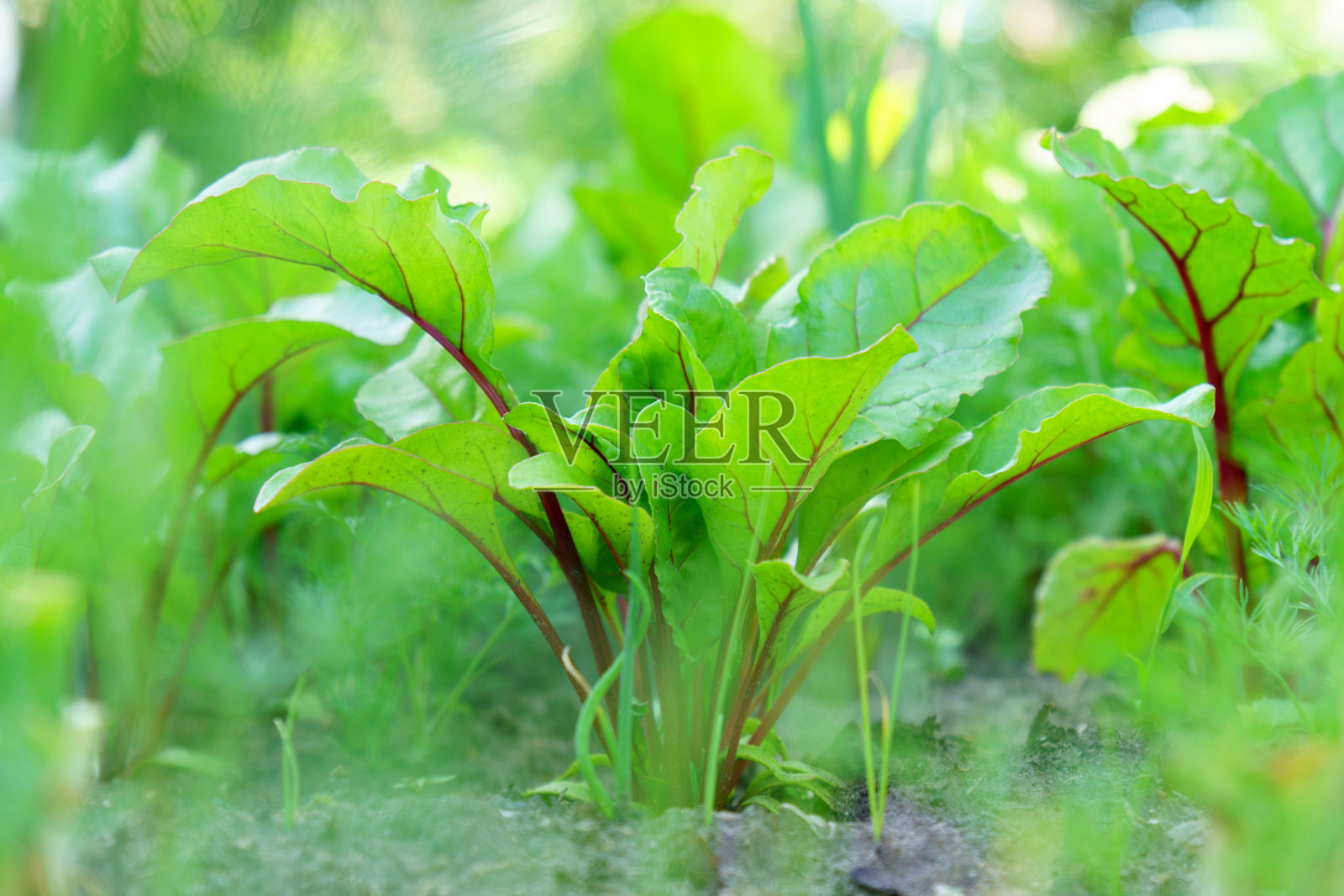 生长中的甜菜根莴苣叶甜菜。农村生活和自制蔬菜的概念。照片摄影图片
