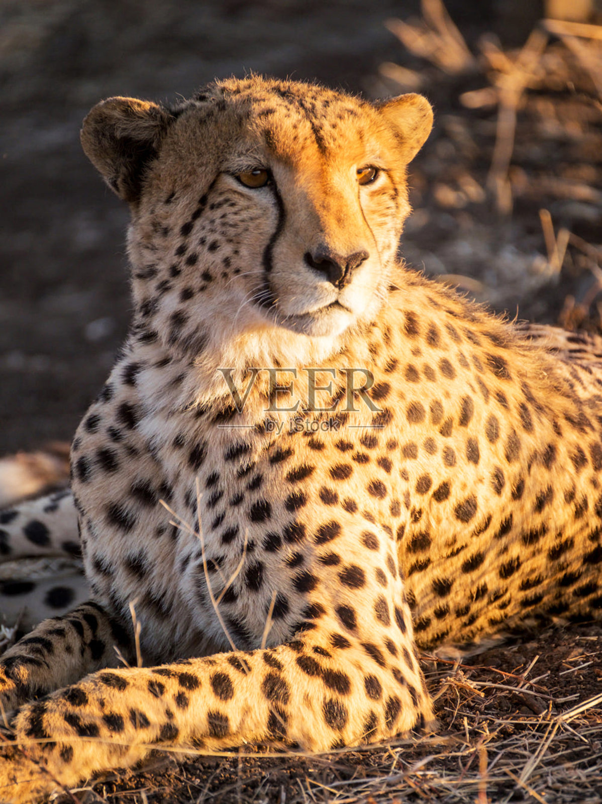 创意南非野生动物图片照片摄影图片