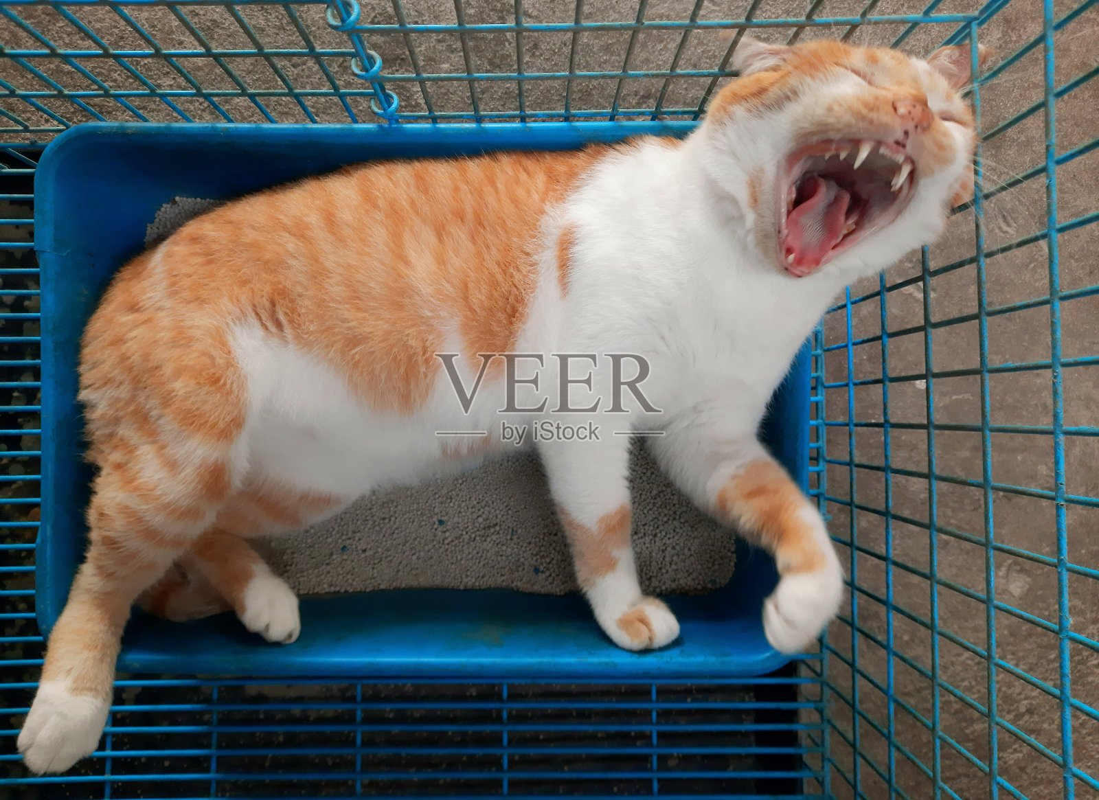 橙色猫在猫砂盒里打哈欠——动物行为。照片摄影图片