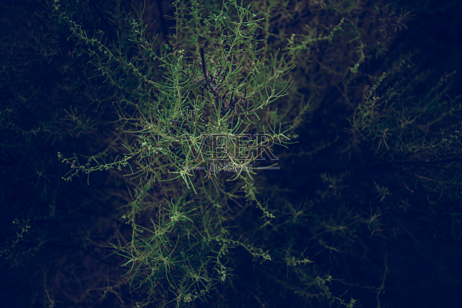 沙漠之花照片摄影图片