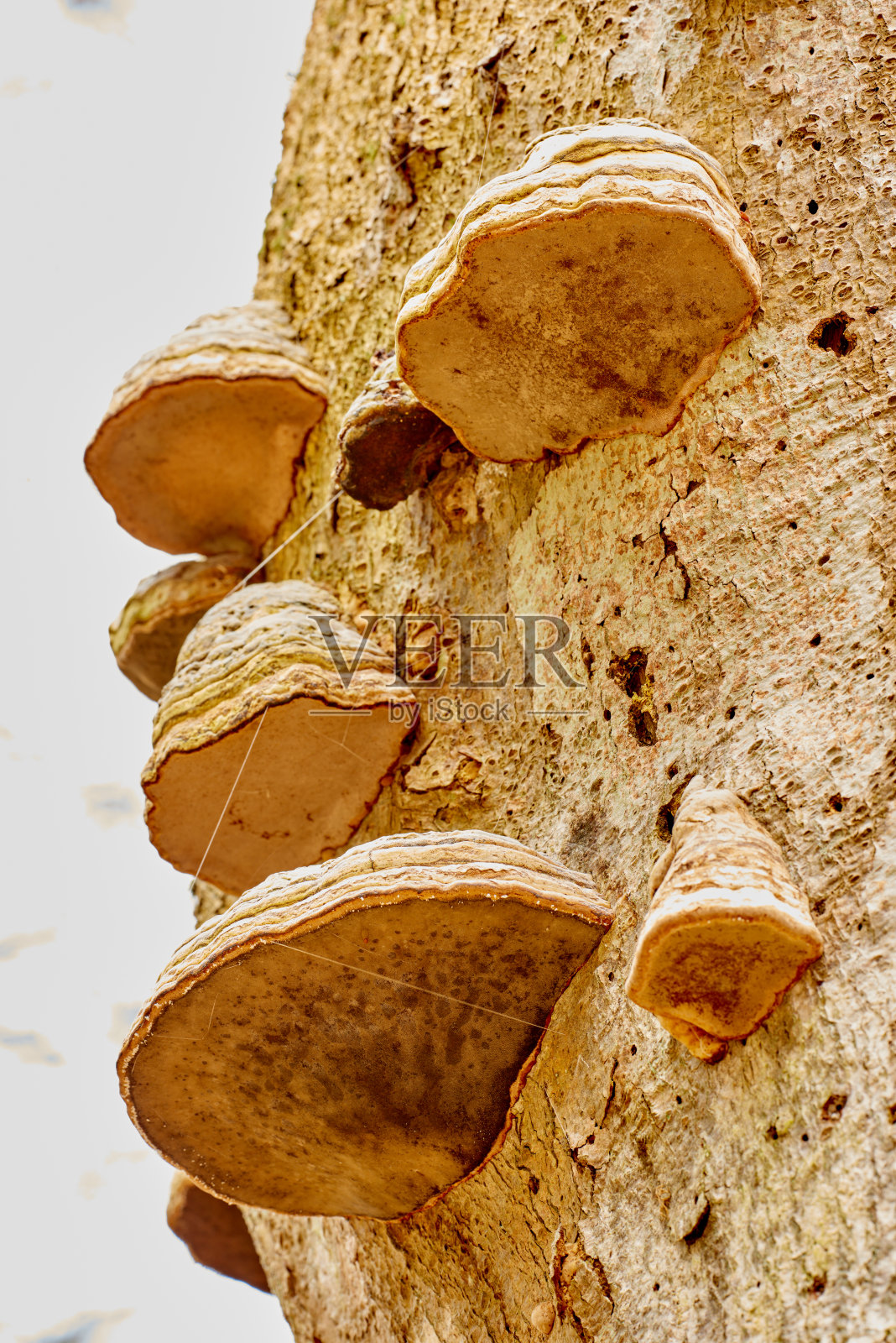 Polyporaceae是家族poroid真菌属于担子Polyporaceae是真菌的家庭如此命名是因为其肥沃的表面的一层管。照片摄影图片