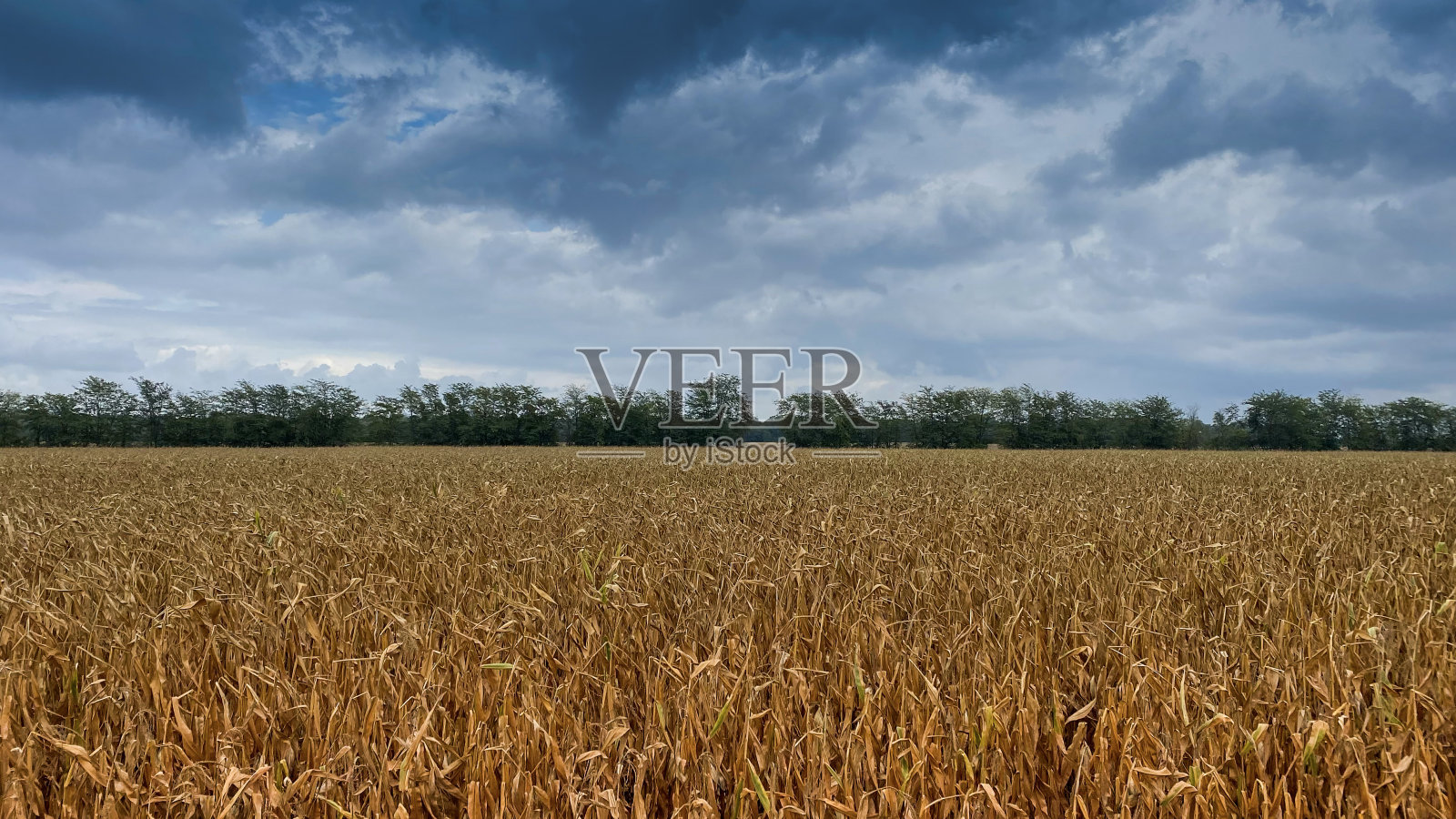 乡村风景，麦田和如画的云雾天空照片摄影图片