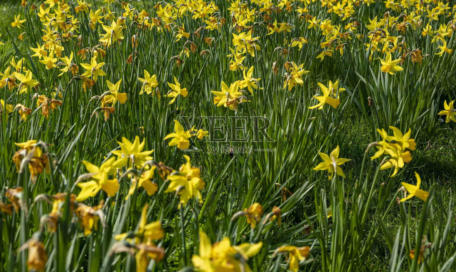 水仙花坛照片摄影图片