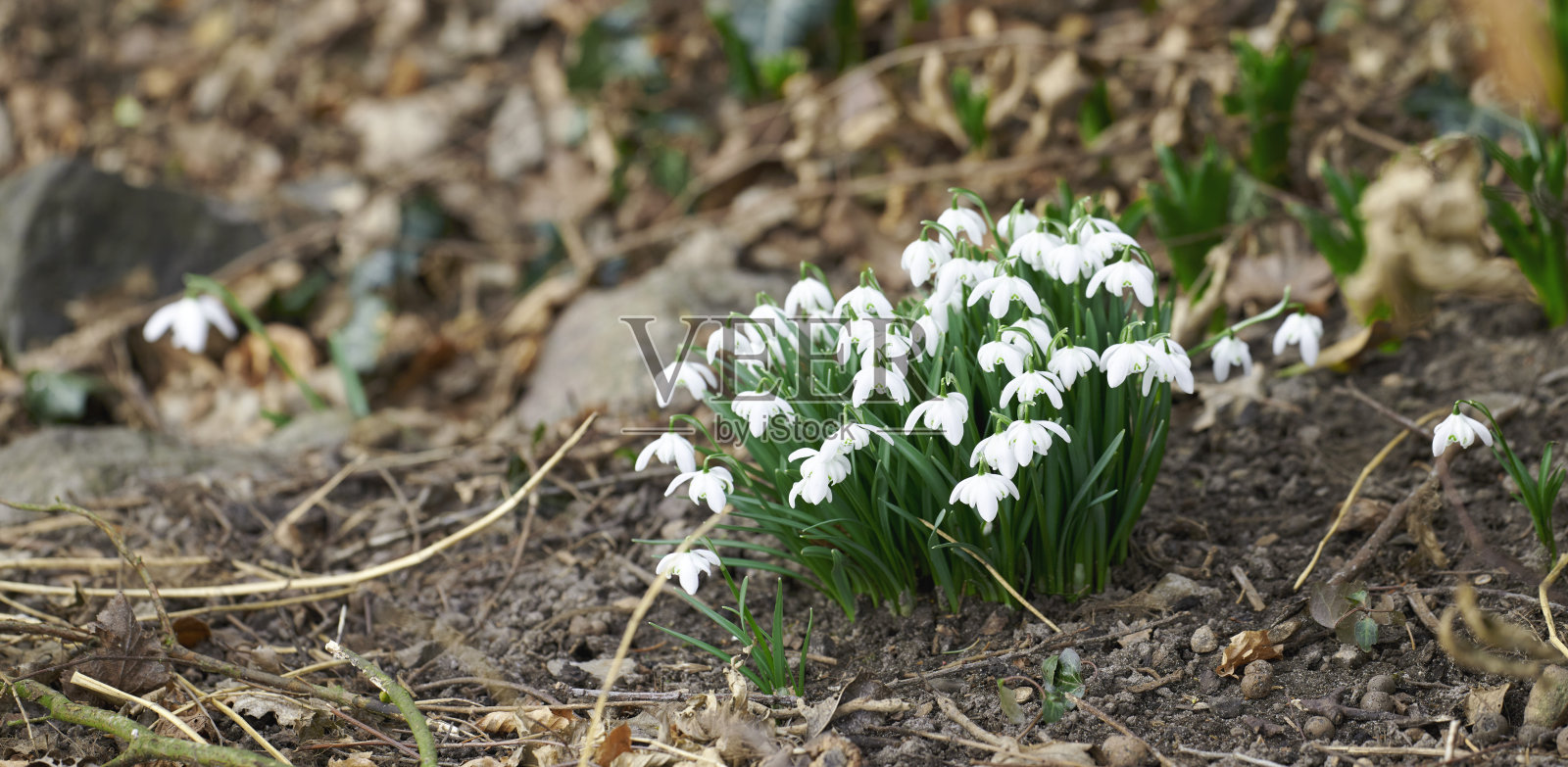 常见的雪花莲-春天的雪花莲照片摄影图片