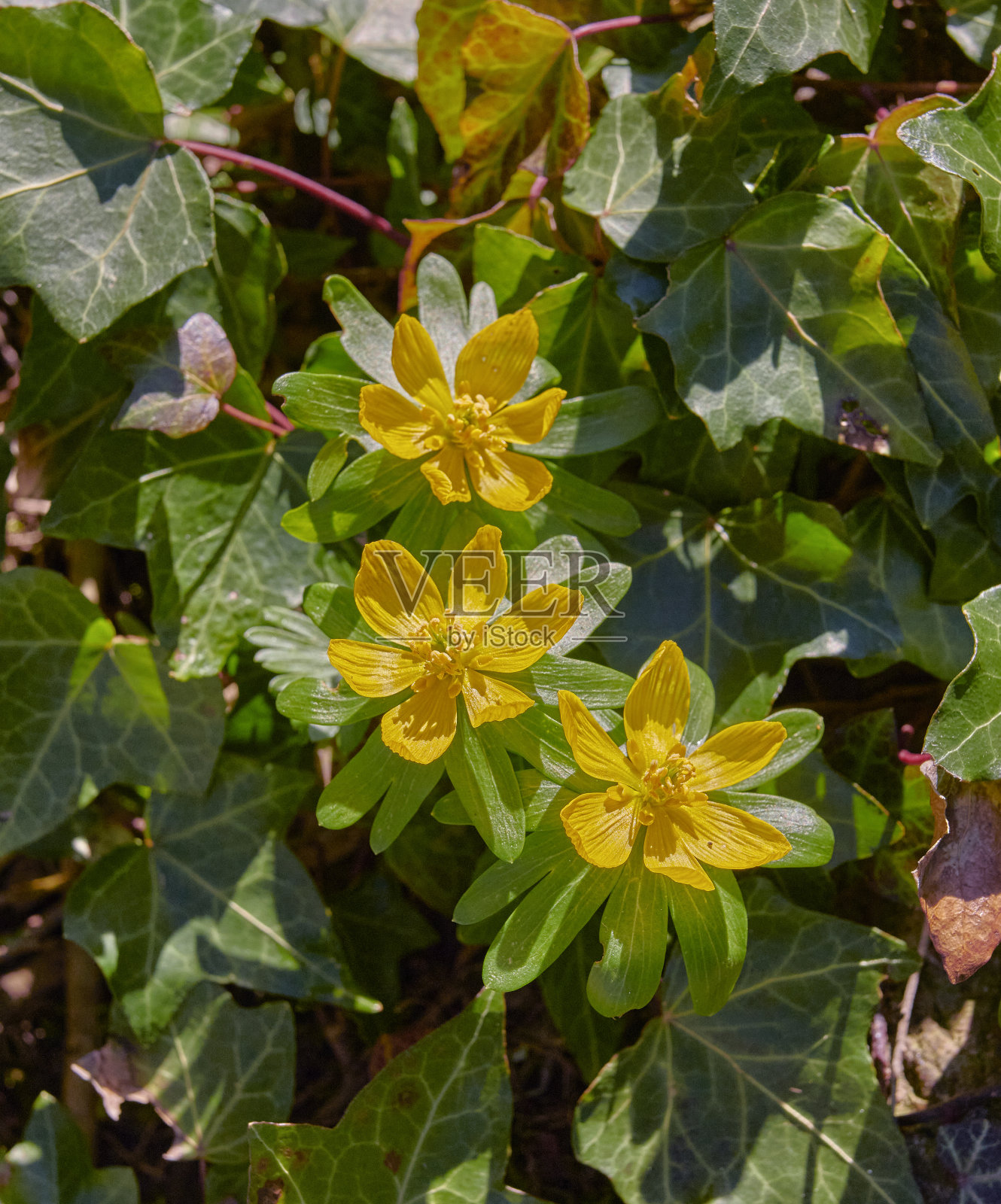 桔黄色的春花照片摄影图片