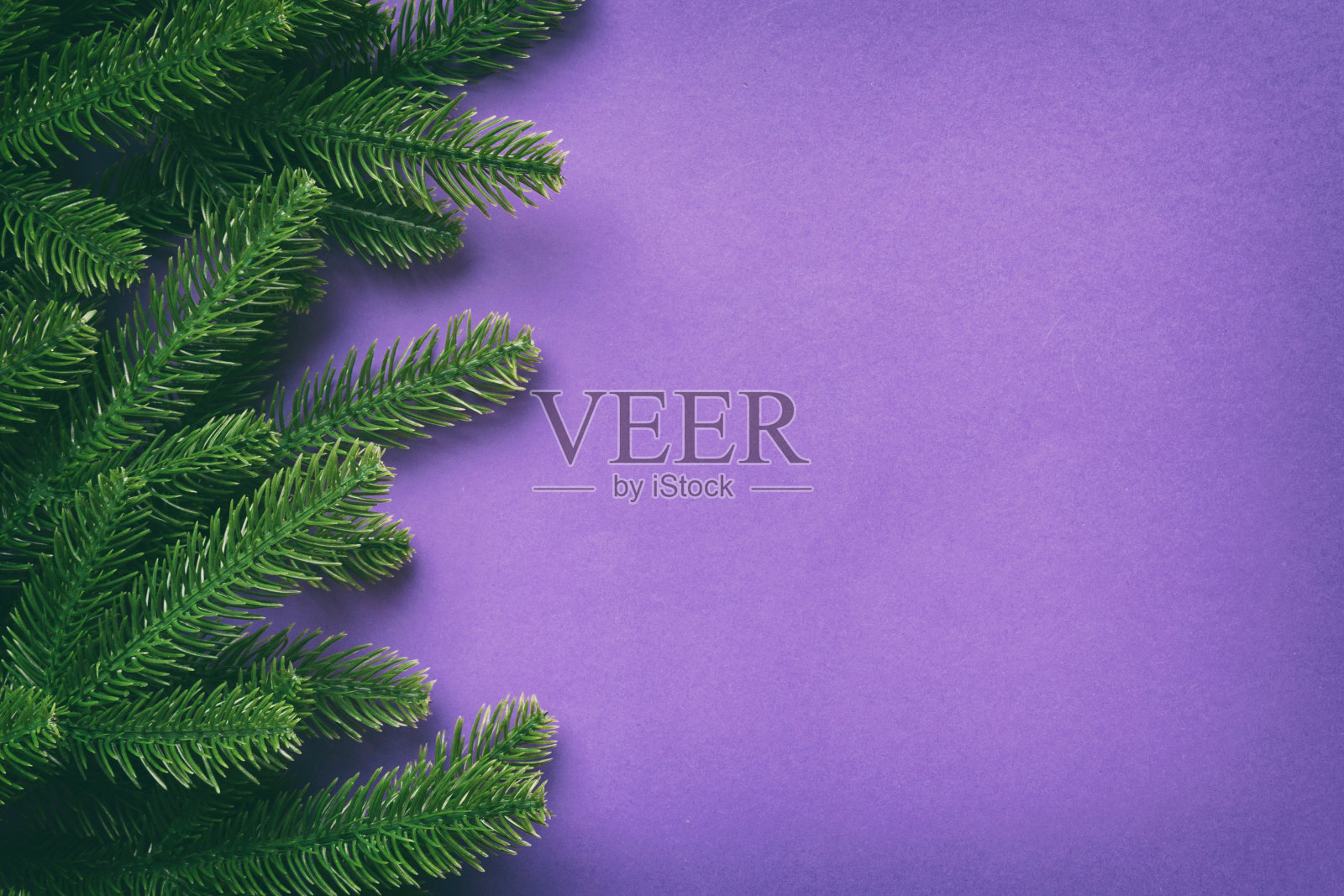 圣诞节假日背景：彩色背景上的杉树枝，留有广告文案的空白区域照片摄影图片