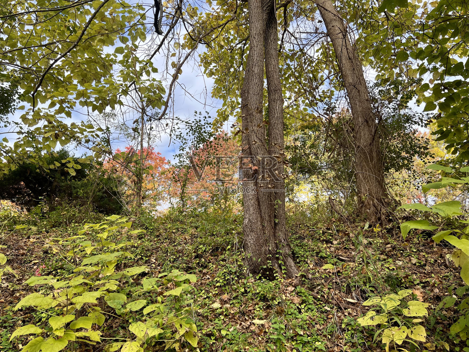 向上望秋色照片摄影图片
