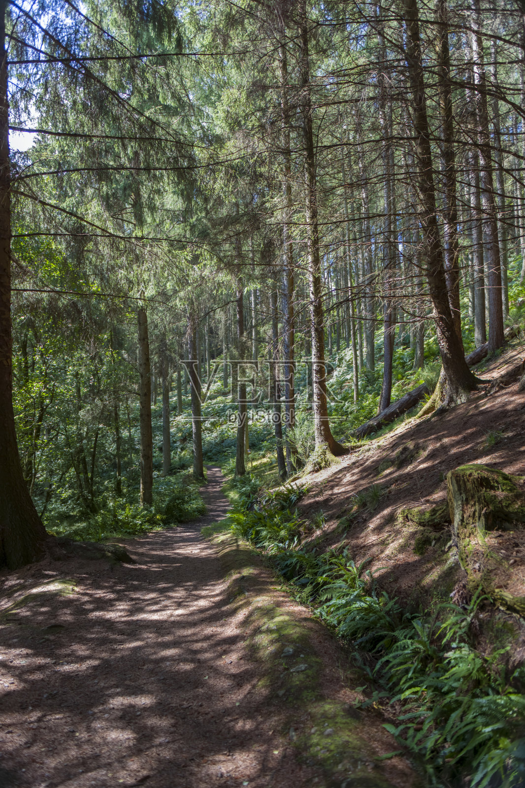 英国苏格兰巴尔马哈千年森林小路上的松树林照片摄影图片