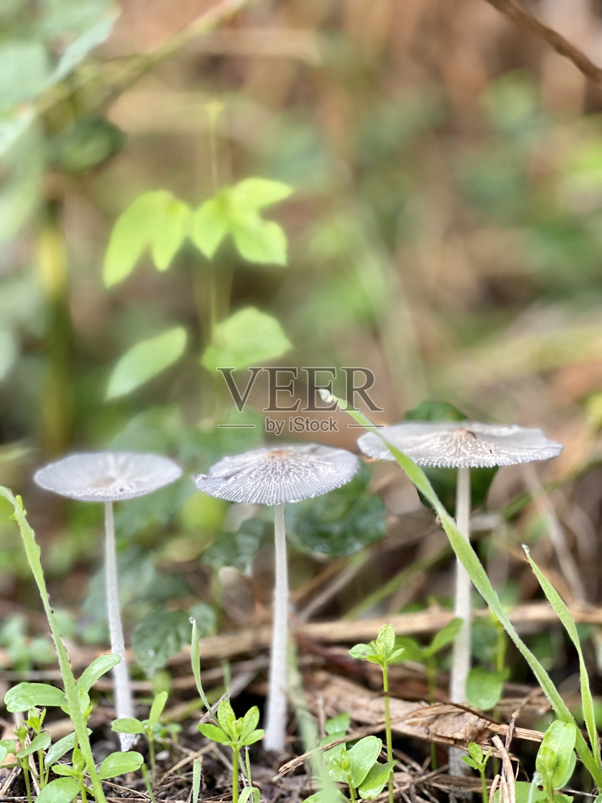 蘑菇照片摄影图片