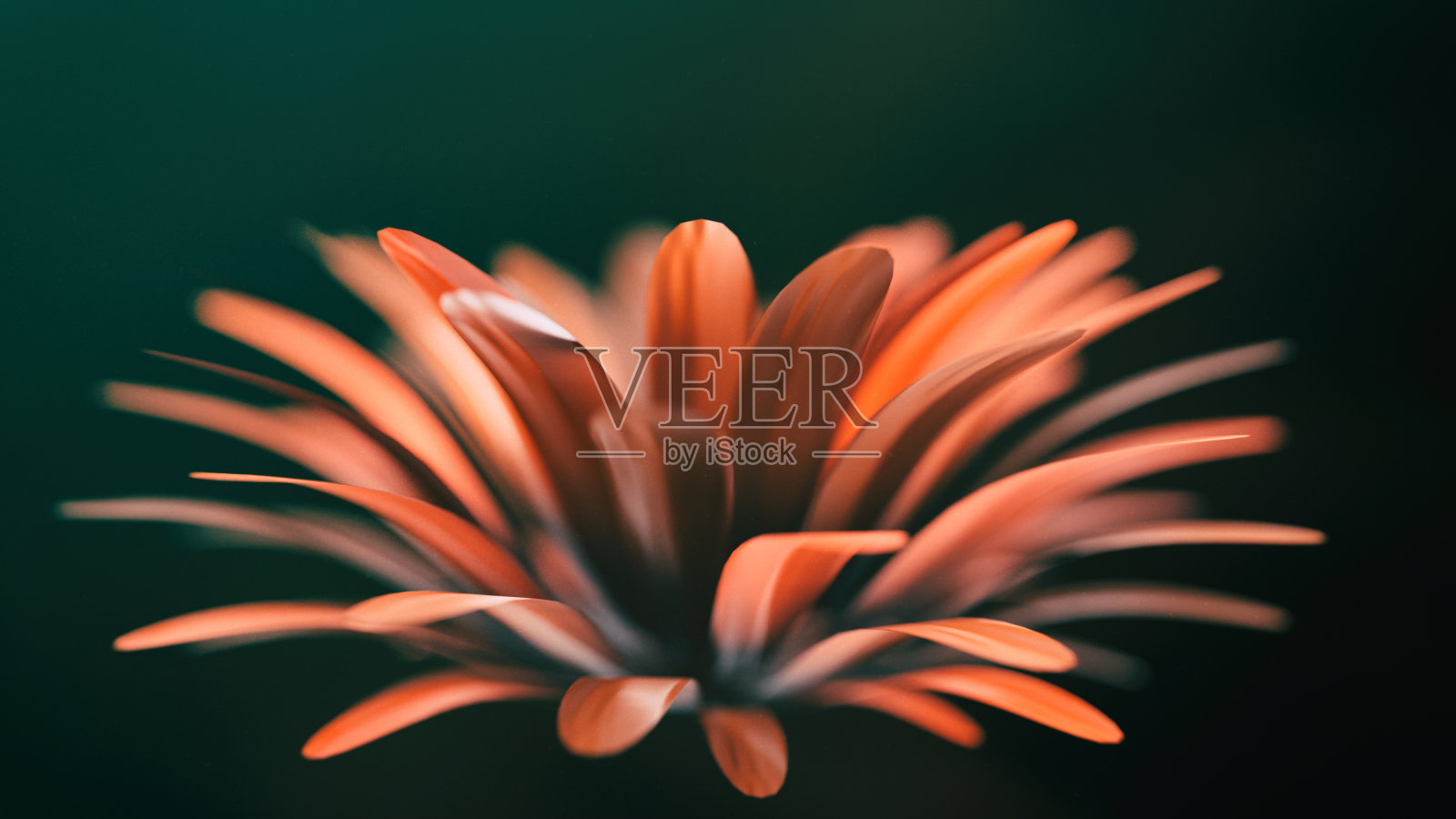 抽象的花朵盛开照片摄影图片