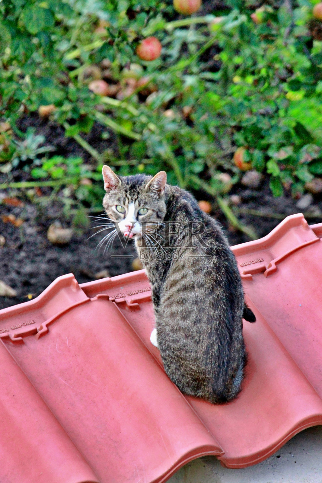 猫的特写照片摄影图片