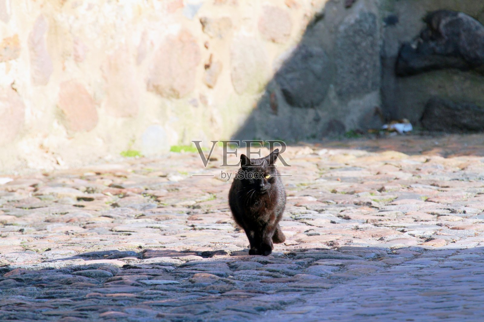 猫的特写照片摄影图片