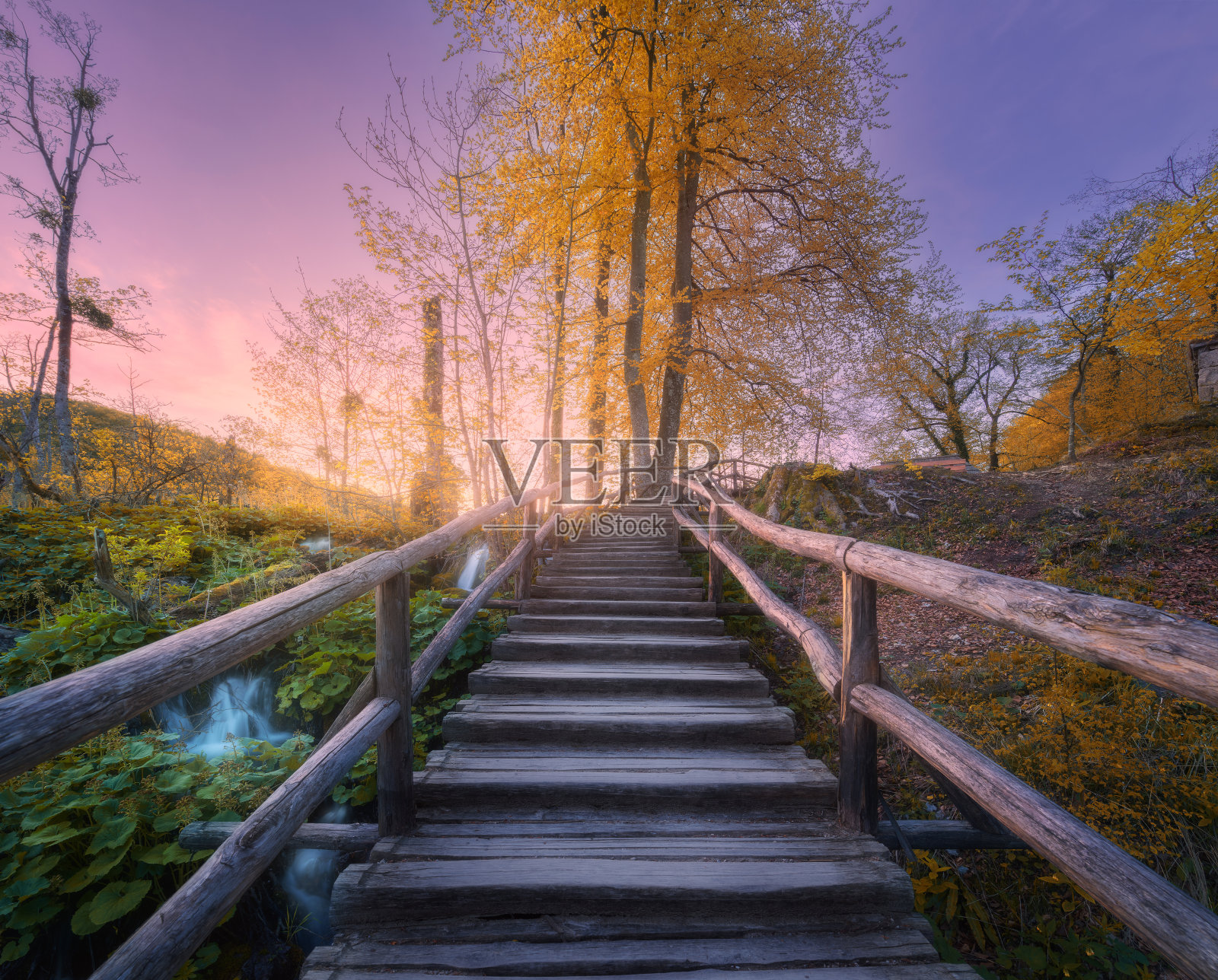 秋天日落时分森林里的木楼梯。特湖,克罗地亚。公园里的小径，台阶，黄色的树木，睡莲，河流，秋天粉红色的天空。在树林里。自然照片摄影图片