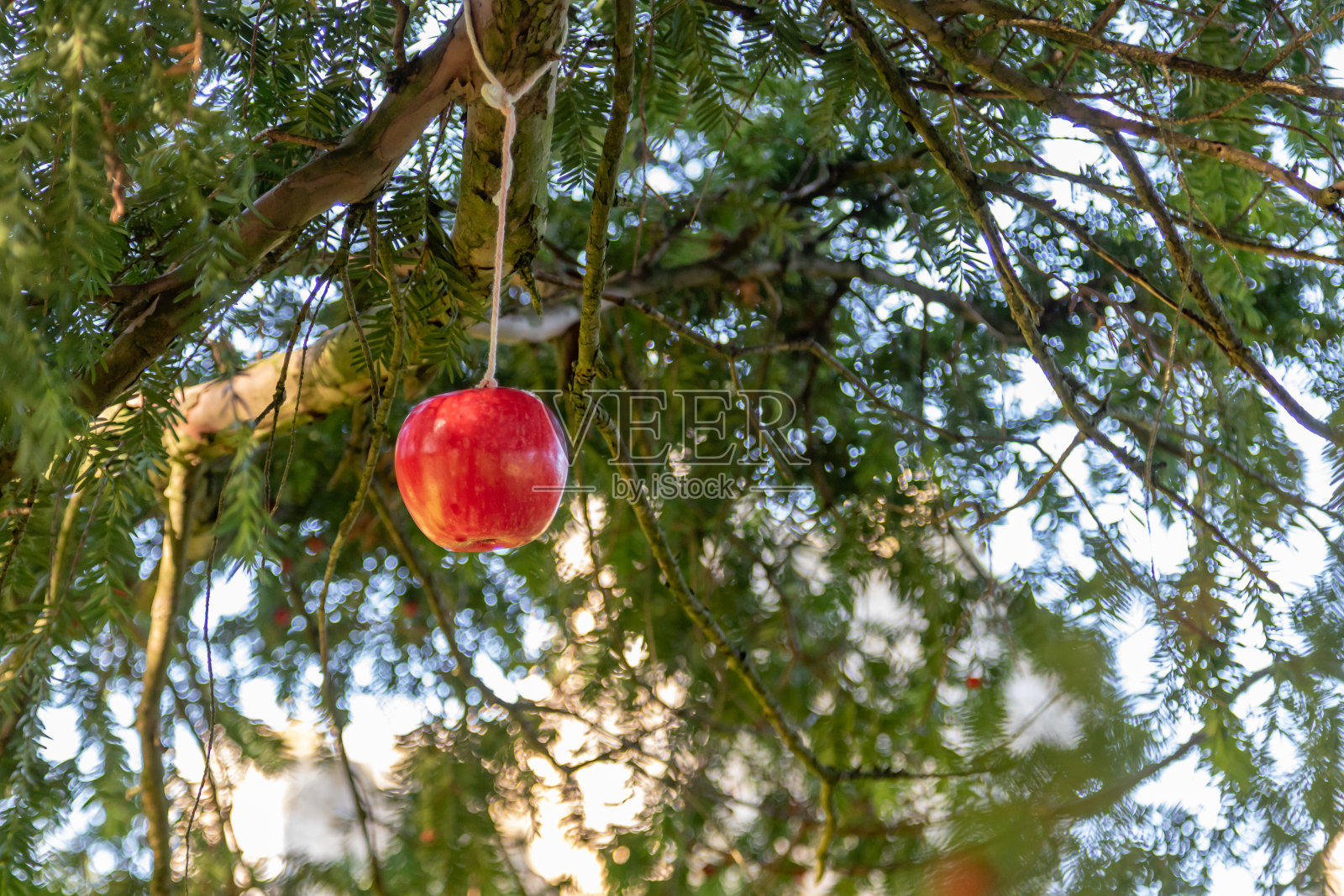 用绳子系在树枝上的红苹果照片摄影图片