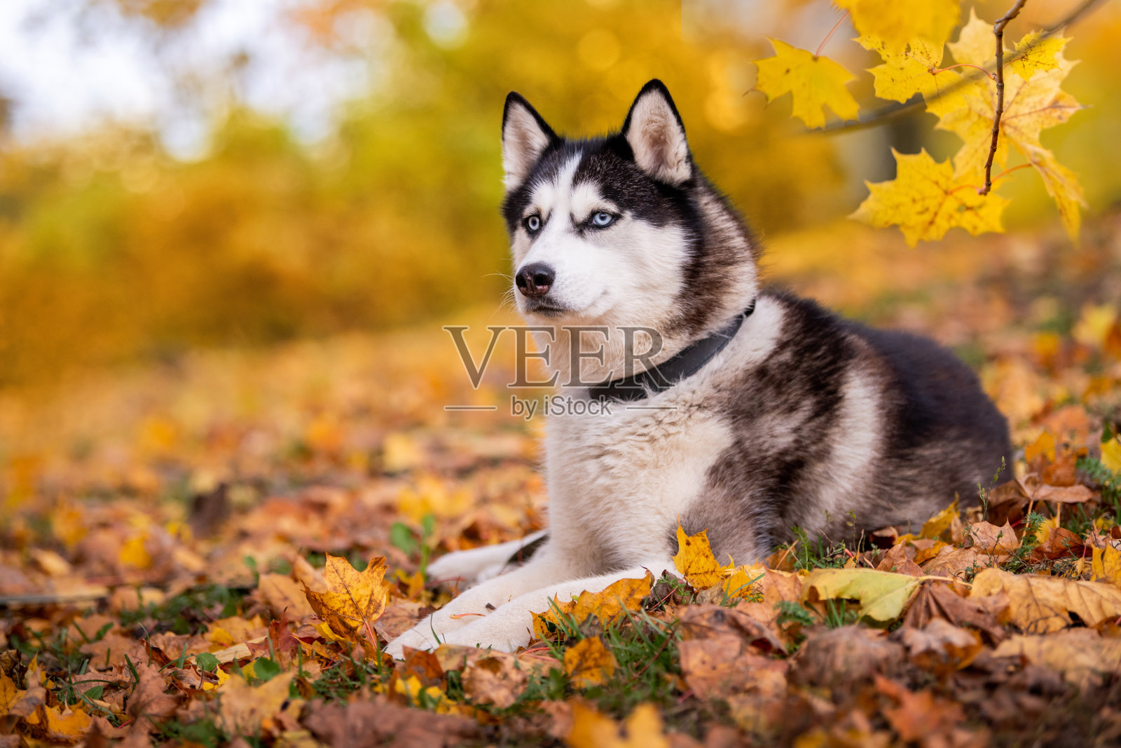 一只蓝眼睛的西伯利亚哈士奇躺在秋天公园的黄叶上照片摄影图片