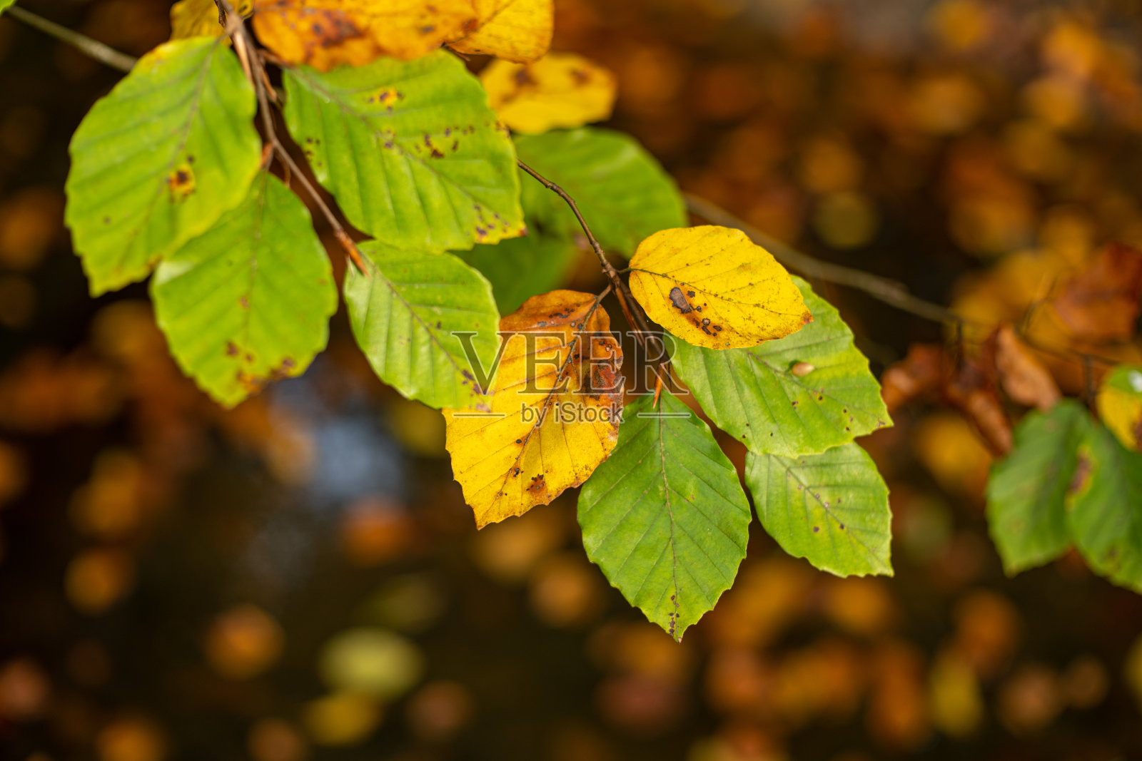 枝头秋叶缤纷，户外拍摄，景深浅，无人照片摄影图片