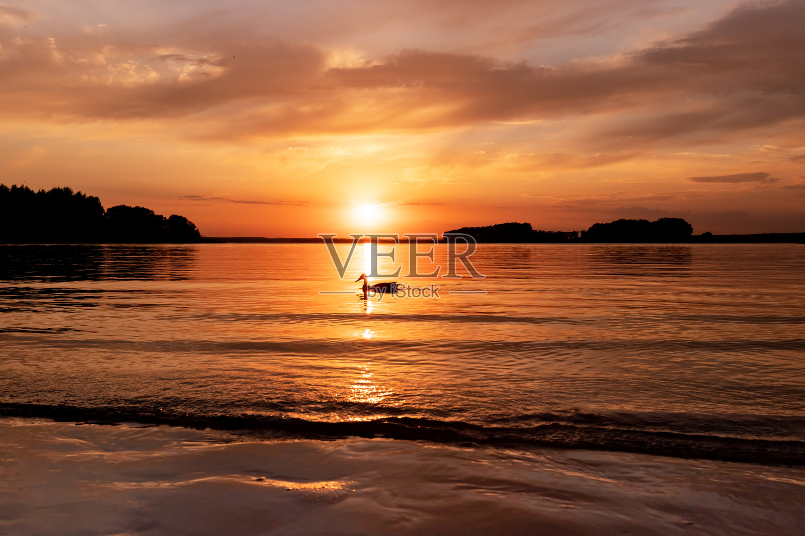 湖日落时分。傍晚水面平静，黄昏景观鸭浮水面照片摄影图片