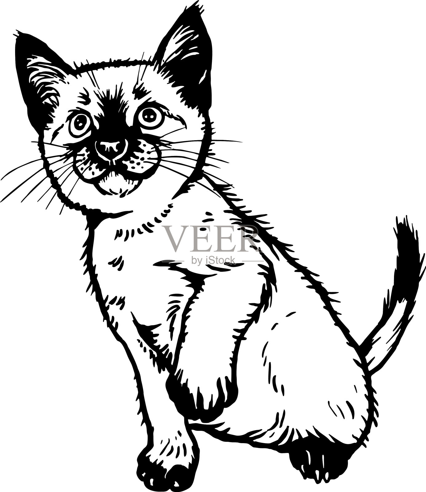 巴厘猫可爱的小猫-有趣的猫孤立设计元素图片