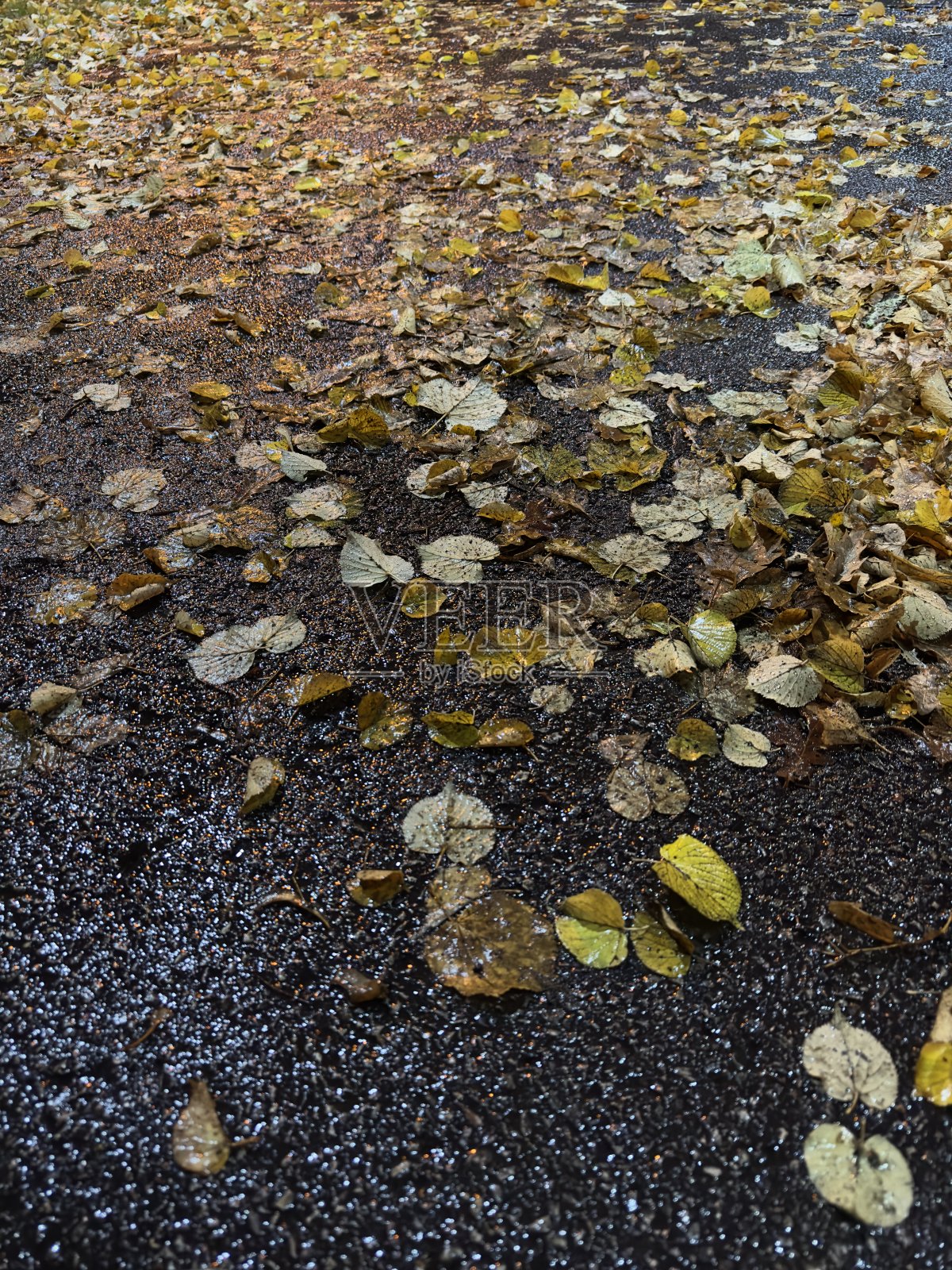秋天的场景照片摄影图片